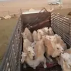 لوري لنقل الابل خارج المملكة قطر الكويت