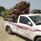 نخل. طالع الجنوب مثمر بجميع انواعه خلاص برحي سكري روثان