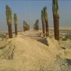 زراعه نخيل