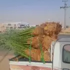تحت اشراف ابو فهمان الوهبي جميع انواع النخيل موجوده بانواعها
