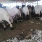 جز صوف غنم مكينه قصاص صوف غنم مكينه