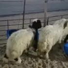 اضاحي