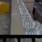 مؤسسه شجرة الشمال لمكافحة الطيور