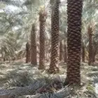 مقاول شبوك وسياج وتوريد النخيل