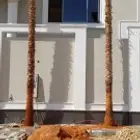 نخل واشنطن وعربي للبيع