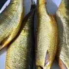 رنجه فاخره وفسبخ وبطارخ لحالها وبسبوسه ابعبد