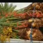 يوجد لدينا جميع انواع النخيل المثمره وازينه