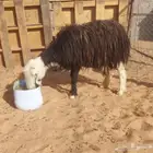 نجديه للبيع