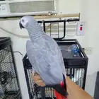 ببغاء كاسكو