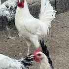 ديك عدد 4 ديكه