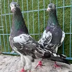 جوز رامبوري اساس