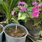 جهنميات قزميه ازهار تايلندي أربعه الوان