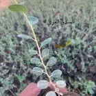 شتلات سدر بري ( تصفية ) 5 . 2 ريال