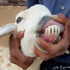 شاه صنف حري خلفه