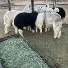 للبيع طليان حري ونجدي