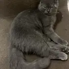 ثلاث قطط سكوتش
