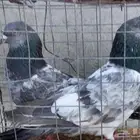 زوج باكستاني كمنقر