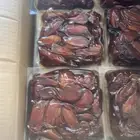 تمور صفري بيشه