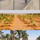 نخل وشبوك مزارع