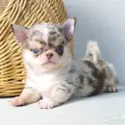 شيواوا ميرل جدا مميز chihuhua puppies