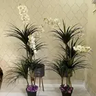 شجر زينة للبيع ب200 ريال مع المراكن