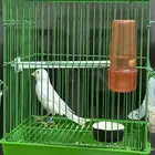 كناري ذكر مغرد