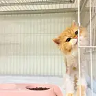 قط ذكر شيرازي للتبني