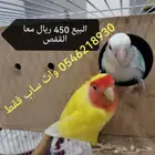 عندي روز جوز بياض يغرد موب حذر ب450ريال معا القفص