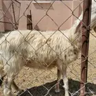 حريه مع الفحل والله اعلم بما في الارحام