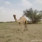 بكره اركيه للبيع