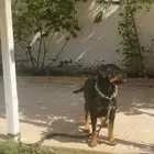 كلبة رت وايلر للبيع الرياض صحتها ممتازه جدا