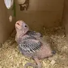 للبيع فرخ كروان نورمل