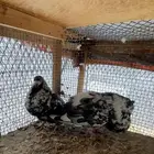حمام نفاخ أسباني