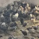 العرض صوص فيومي وبلدي بعمرشهر وأكثر