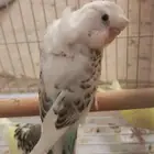 طيور بادجي