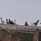 حمام بلدي للبيع