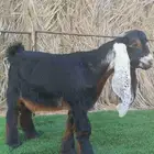 مشروع فحل عارضي فاخر