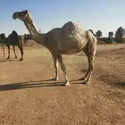 ضريبه عفرا طيبه للبيع