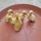 بط صيصان