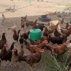 فروخ دجاج فرنسي للبيع