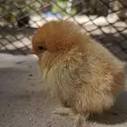 صيصان براهما للبيع في الأحساء