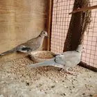 قمري هولندي
