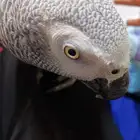 ببغاء كاسكو