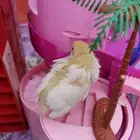 سمان قزم صغير