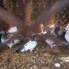 حمام باكستاني للبيع