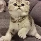 قطط سكوتش فولد وستريت للبيع