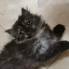 قط شيرازي هاف بيكي بيور للبيع