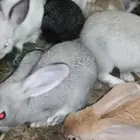 ارنب ارانب. فرنسي. بلدي. ومهجن تاكل من اليد. اليفه