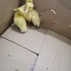 بط بكين