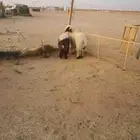 2 خرفان نعيم مقفله